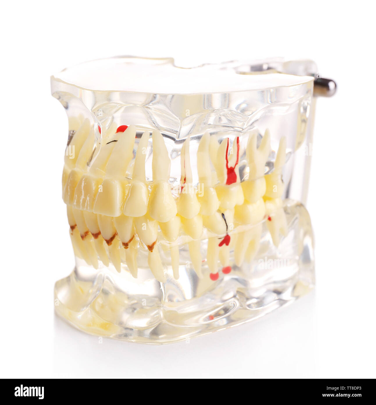 Plastica denti umani modelli isolato su bianco Foto Stock