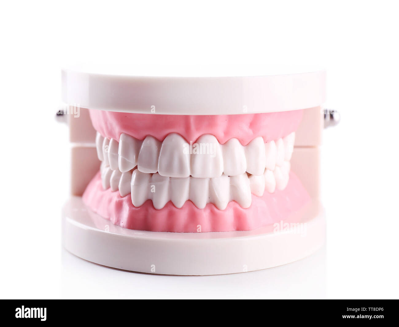 Plastica denti umani modelli isolato su bianco Foto Stock