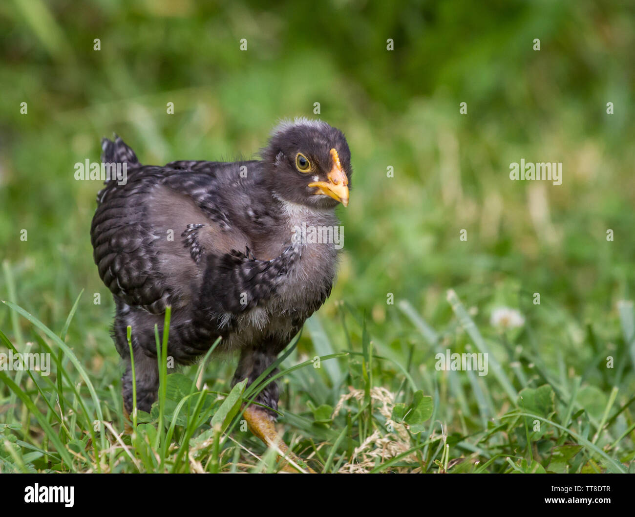 Amrock ibrido uccellino di pollo nel prato Foto Stock