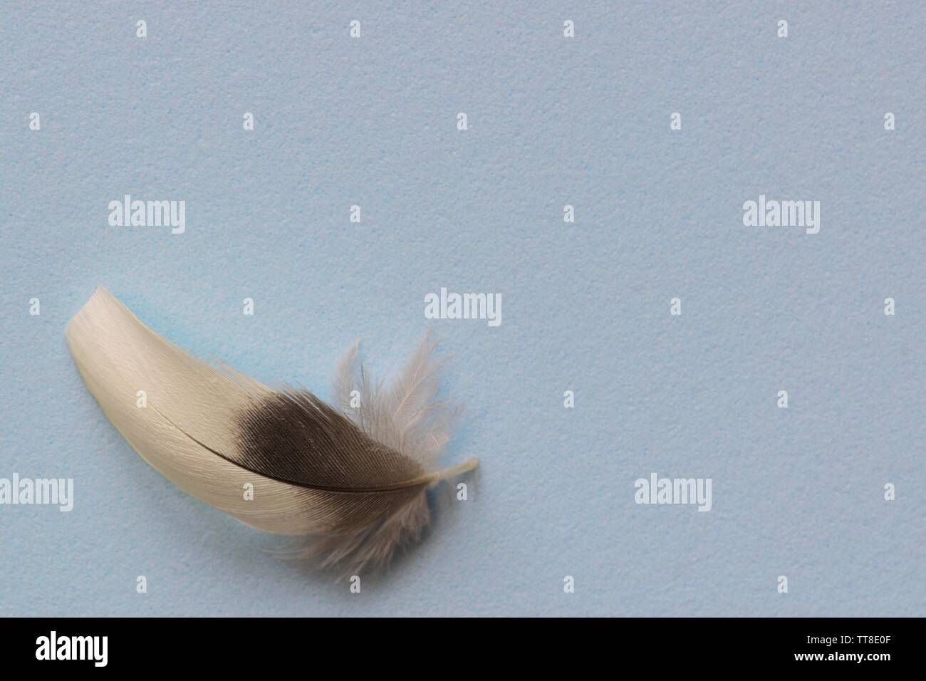 Pianura solido sfondo blu con un unico grigio e bianco giù nell'angolo inferiore sinistro, lasciando spazio per il testo. Foto Stock