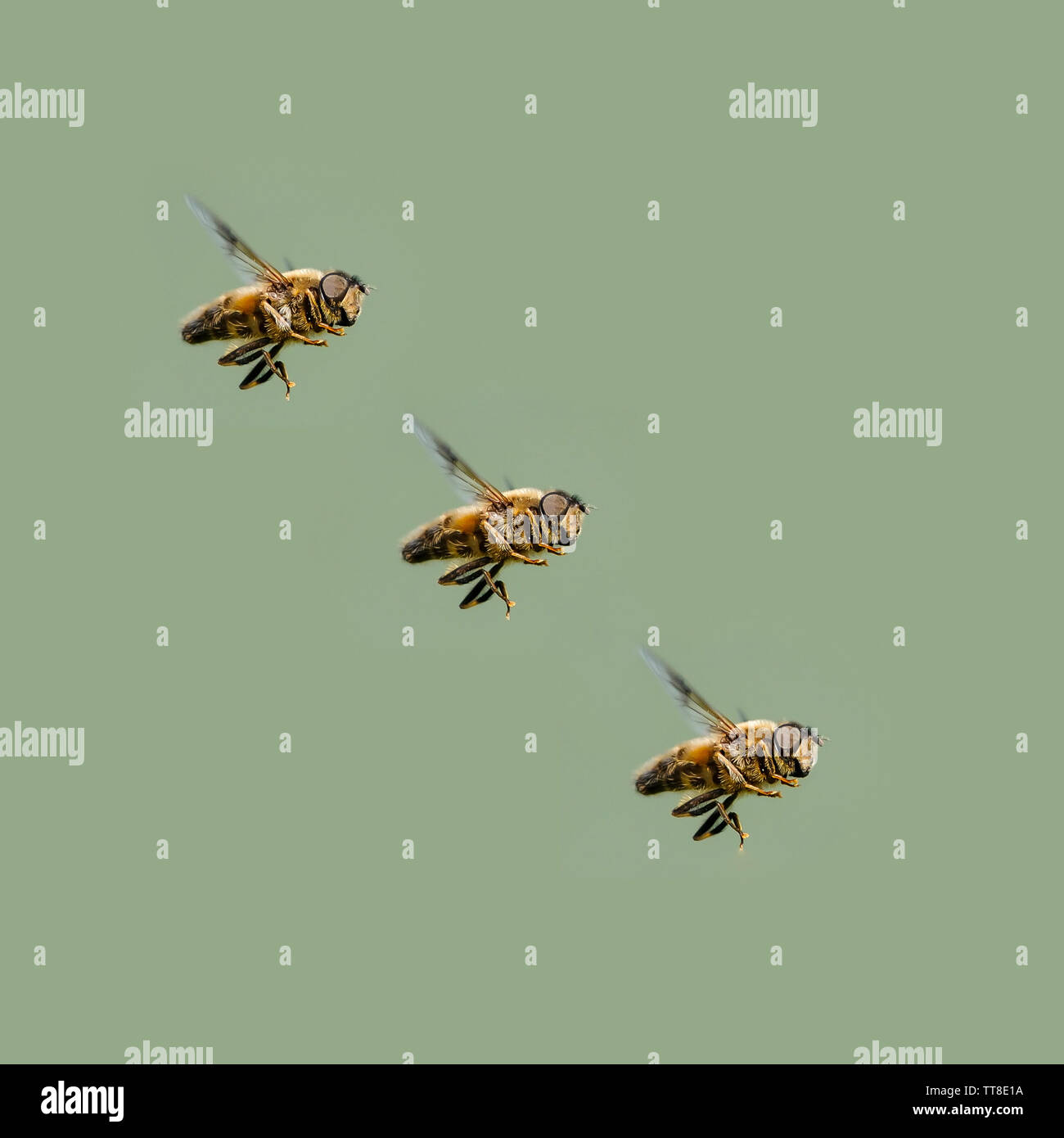 Passare il puntatore del mouse vola Sericomyia silentis, immagine composita di tre in volo Foto Stock
