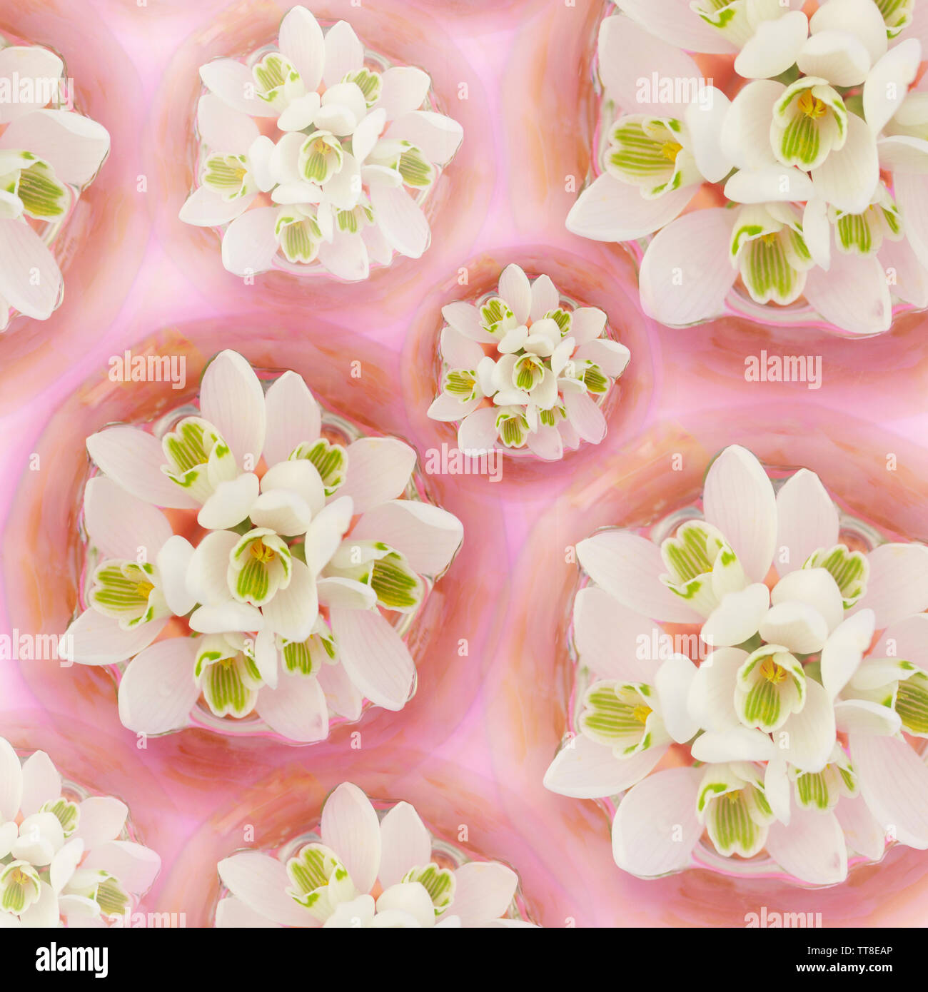 Snowdrops flowerheads disposti sulla base di rosa per formare un modello di ripetizione Foto Stock