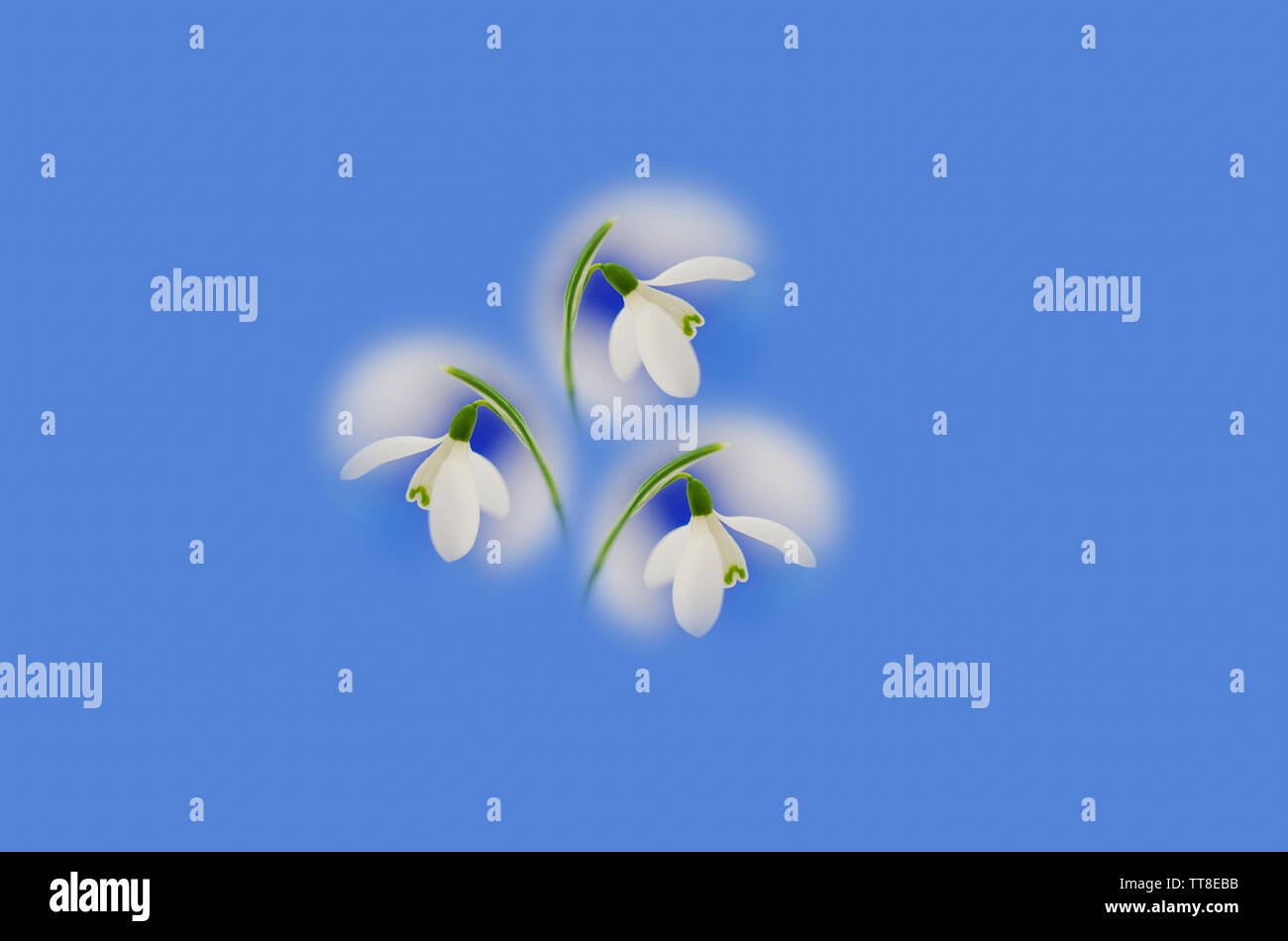 Tre Snowdrop flowerheads disposti su uno sfondo blu per formare un pattern Foto Stock