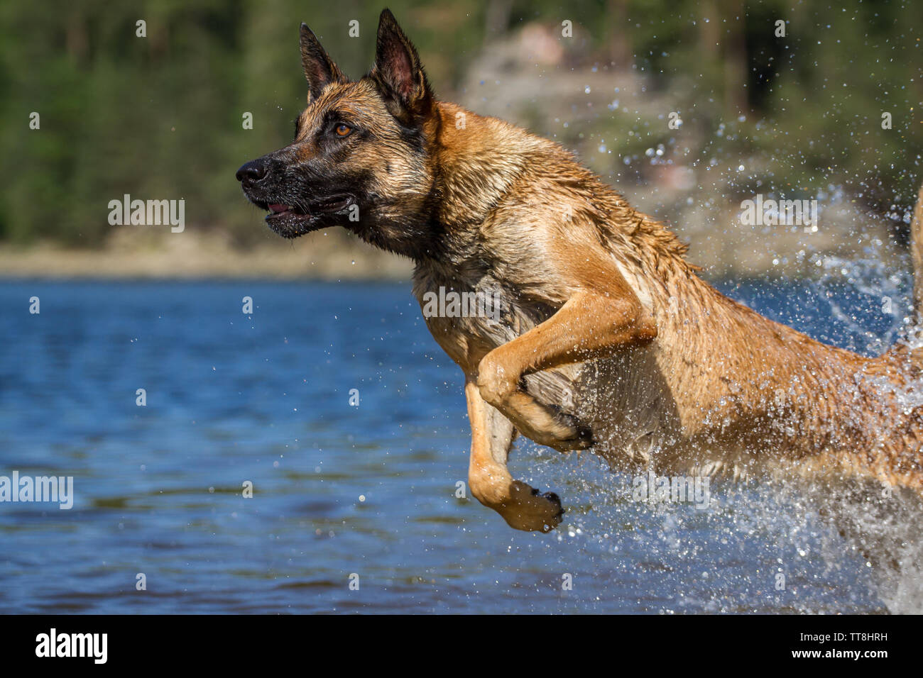 Azione girato di un cane Malinois saltando in acqua Foto Stock