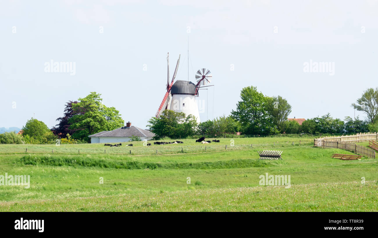 Il mulino a vento e il fienile in campi verdi di dybbol molle in Danimarca sonderborg panoramiche orizzontali Foto Stock