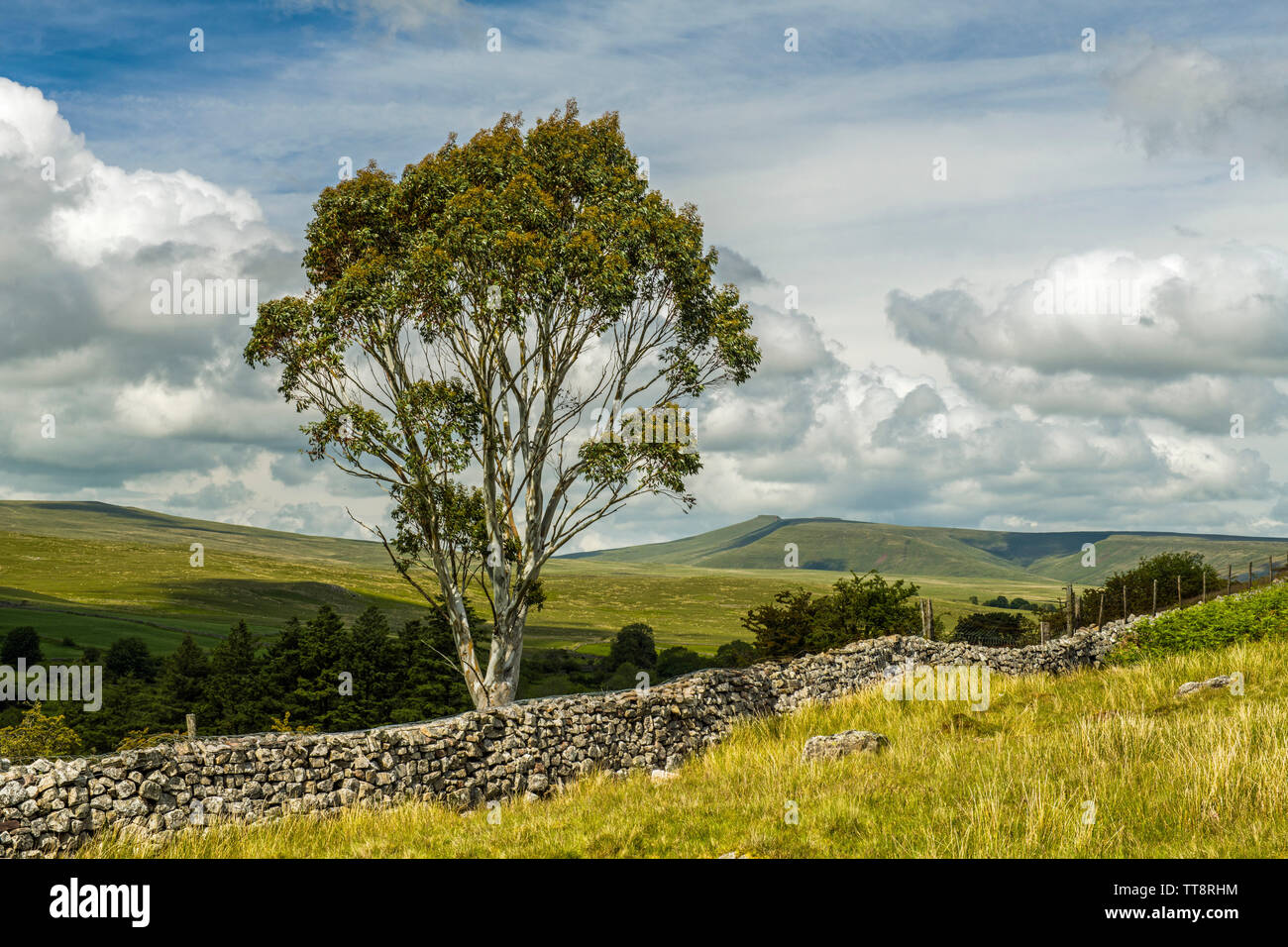 Brecon Beacons paesaggio e un solitario Eucalipto, nel Galles del sud in estate Foto Stock