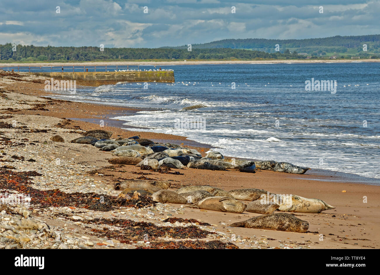 Spiaggia PORTGORDON MORAY Scozia guarnizioni comune cazzate fino sulla sabbia sotto le case di villaggio Foto Stock
