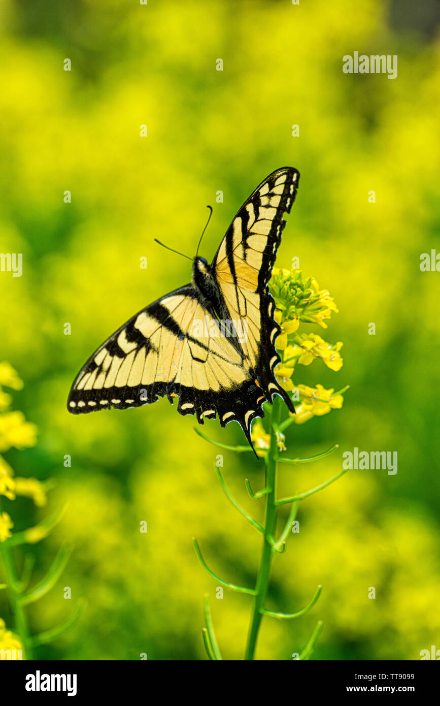 Colpo verticale di una bella coda forcuta farfalla posata su alcuni minuscoli fiori gialli contro un giallo al di fuori della messa a fuoco lo sfondo con copia spazio. Foto Stock