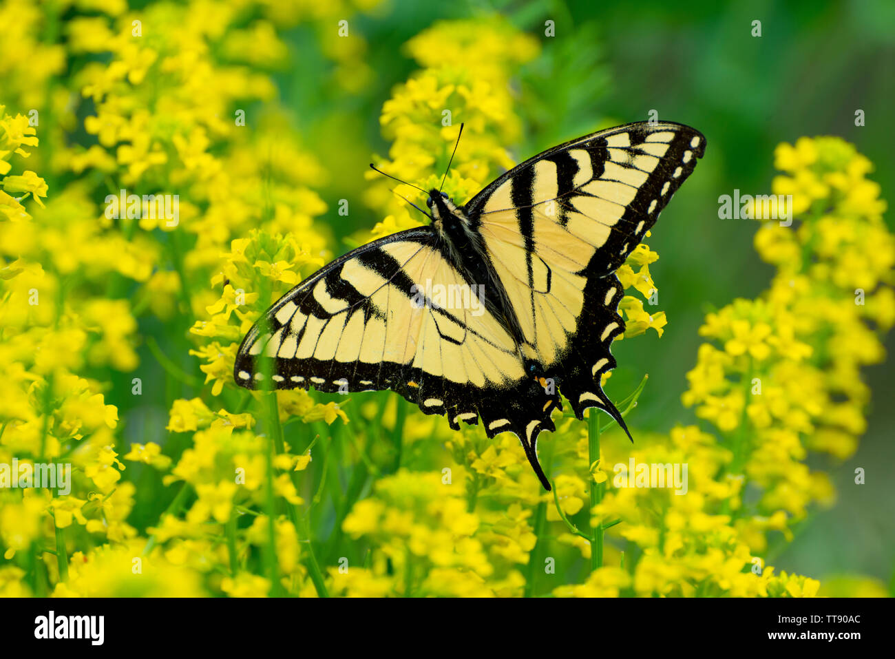 Inquadratura orizzontale di una bella coda forcuta farfalla posata su alcuni minuscoli fiori gialli contro un giallo al di fuori della messa a fuoco lo sfondo in mountai affumicato Foto Stock