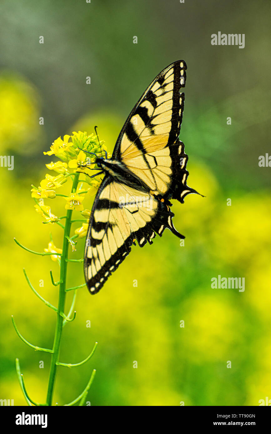 Colpo verticale di una bella coda forcuta farfalla posata su alcuni minuscoli fiori gialli contro un giallo al di fuori della messa a fuoco lo sfondo con copia spazio. Foto Stock