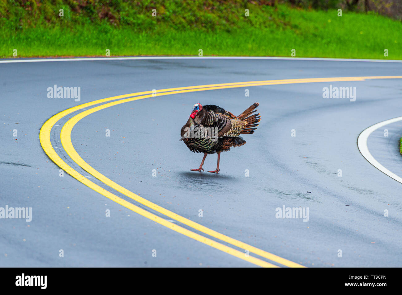 Inquadratura orizzontale di un grande maschio Turchia attraversando una strada nel Tennessee con copia spazio. Foto Stock