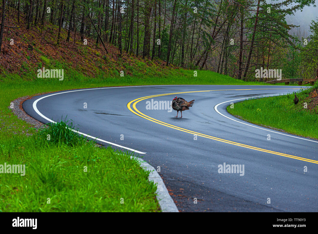 Inquadratura orizzontale di grandi maschi selvatici Turchia attraversando un Tennessee strada di montagna. Foto Stock