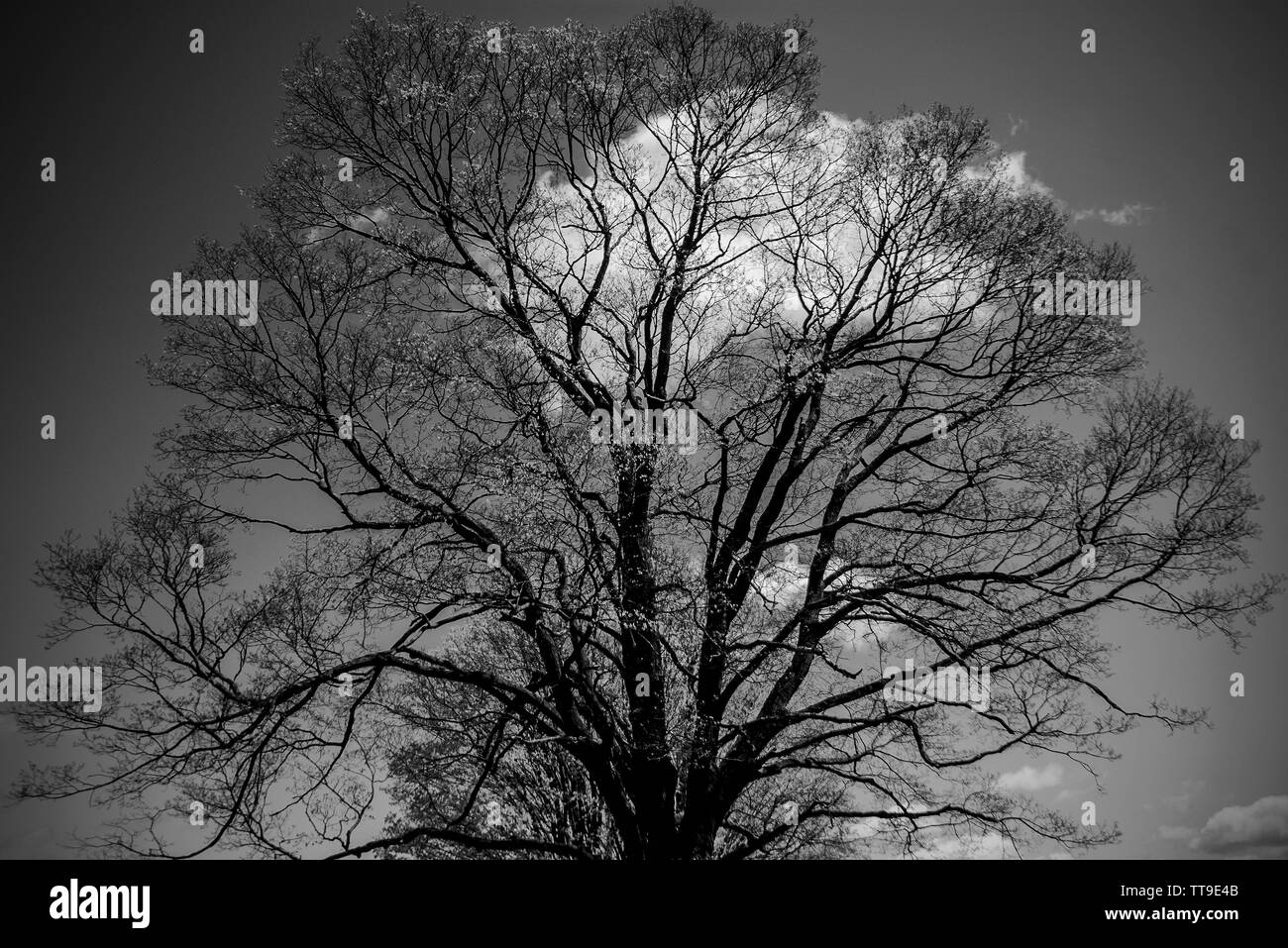 Albero e nube Foto Stock