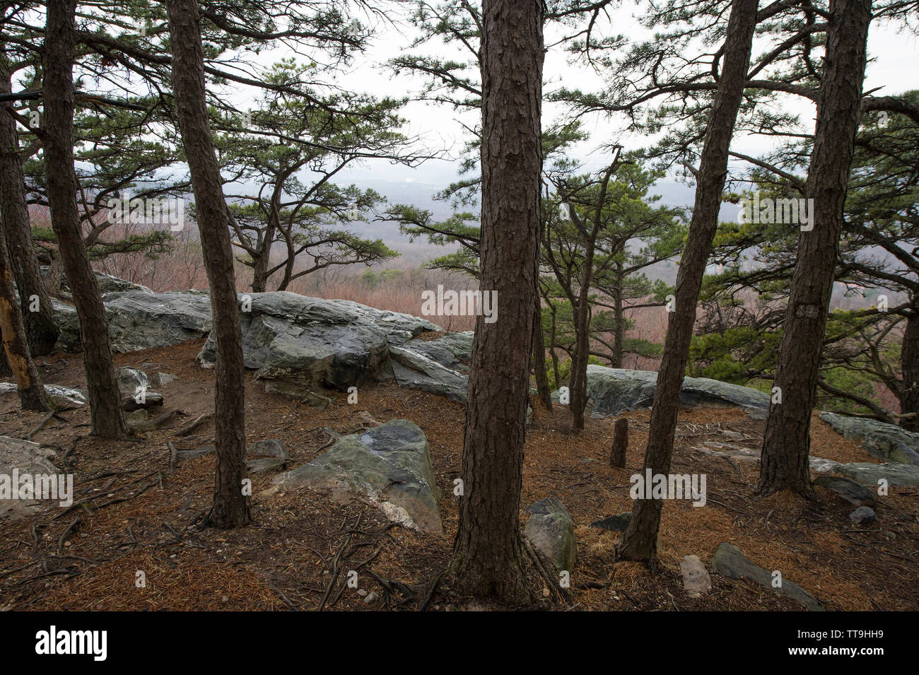 Stati Uniti: 25 Marzo 2015: l'Appalachian Trail al di sopra del villaggio di boschetto di pini nella contea di Clarke Virginia. (Foto di Douglas Graham) Foto Stock