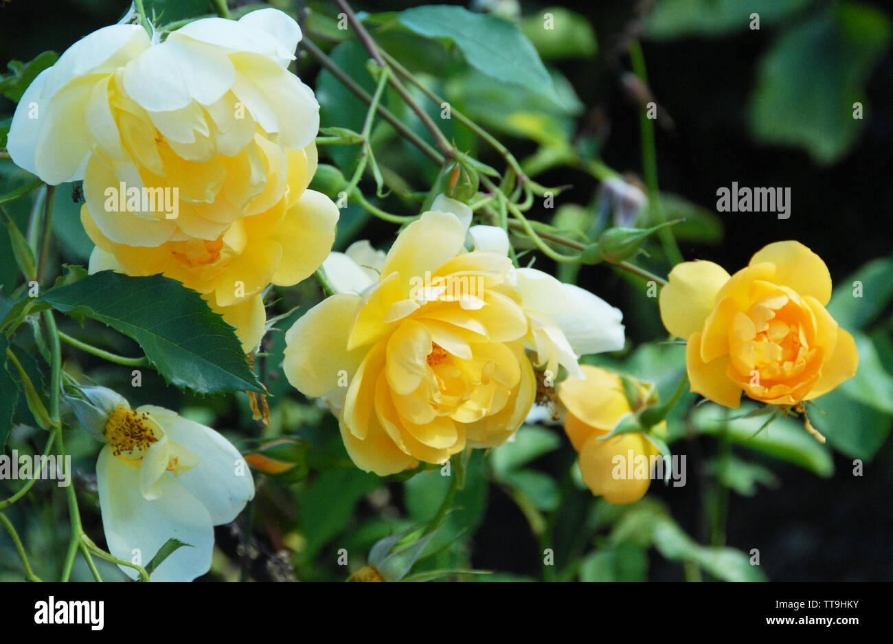 Rosa "Buttercup' ha numerosi fiori sono detenute su lunghe e sottili, arching steli - annuendo le loro teste leggermente per dare un aspetto più piacevole effetto. Il flusso Foto Stock
