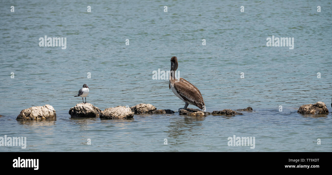 Due uccelli uno grande un po' guardando ogni altro permanente sulla roccia isolati nell'acqua. Foto Stock