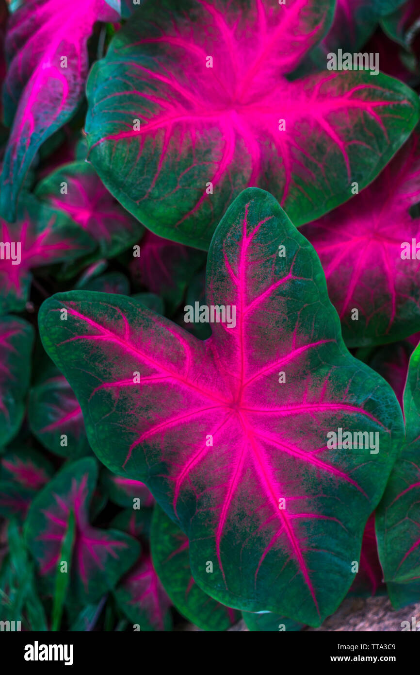 Caladiums sono interessanti piante tropicali di diversi colori e varietà. Le loro forme uniche assomiglia a quelle di cuori o le orecchie, così i loro nomi. Foto Stock