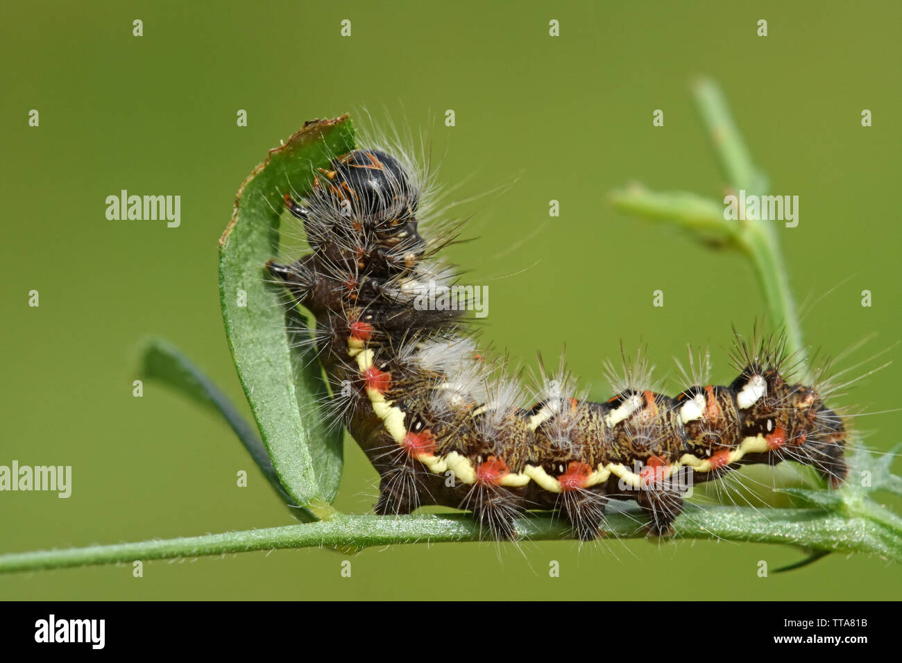 Caterpillar alimentazione sulla foglia Foto Stock