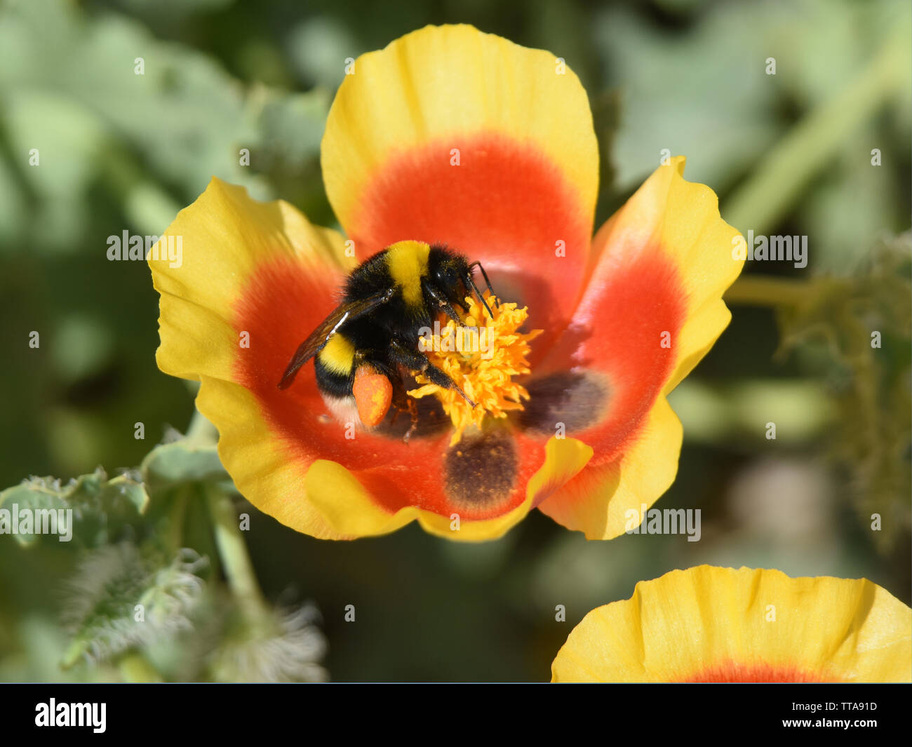 Montagna Poppy-orde impollinato da un'ape sconnessa Foto Stock