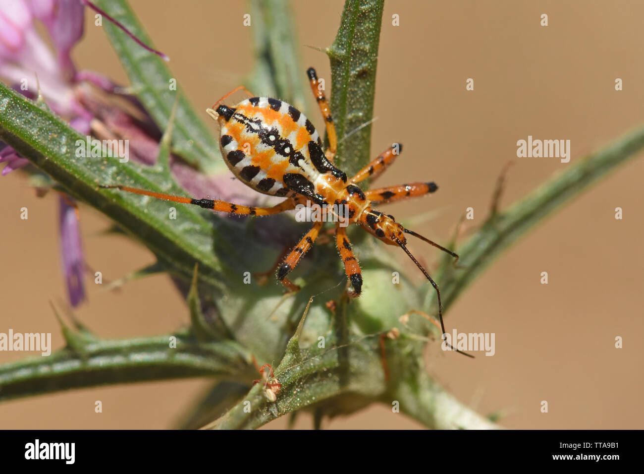 Rhynocoris punctiventris, assassin bug su thorn Foto Stock