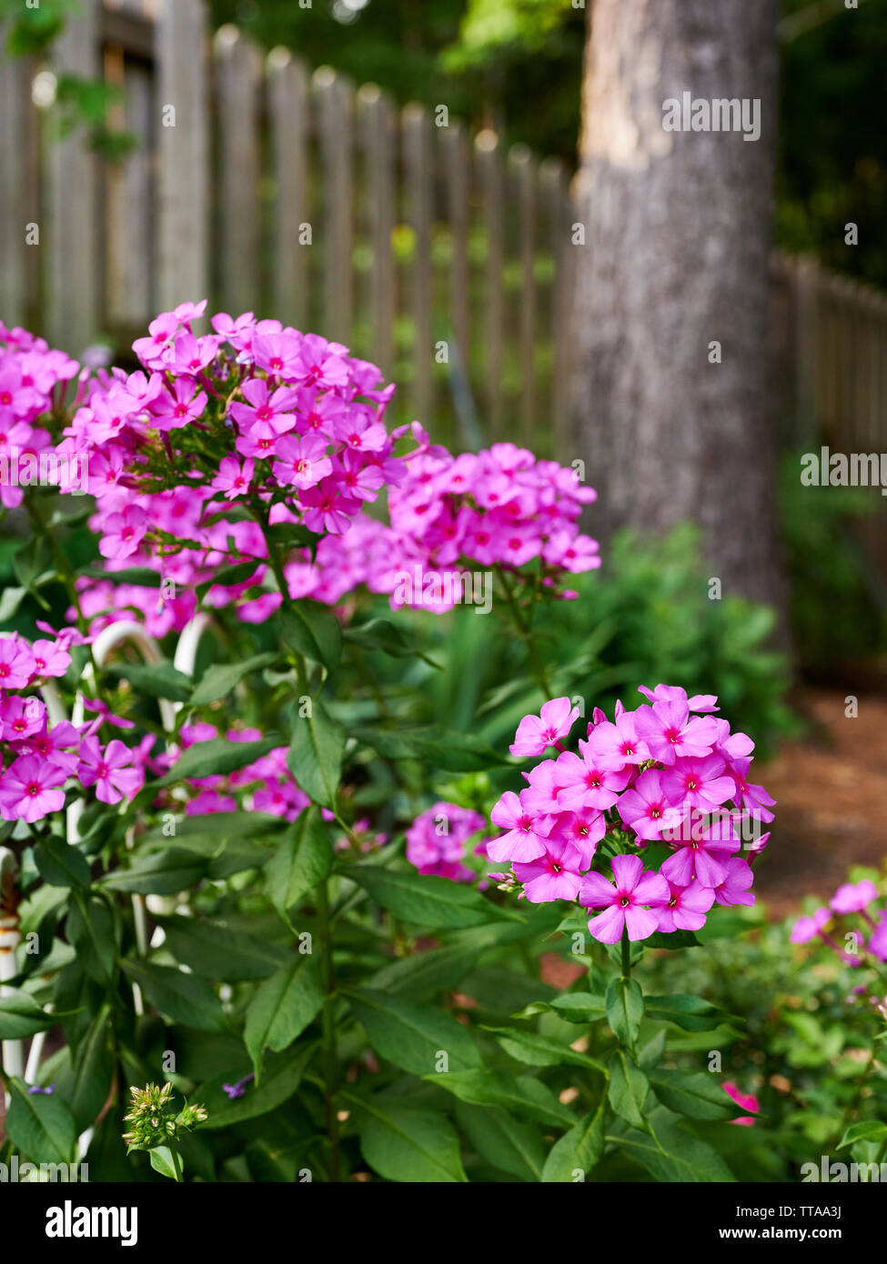 Rosa Phlox alti,Polemoniaceae, fiori trovati in una casa con giardino in Alabama, Stati Uniti d'America. Foto Stock