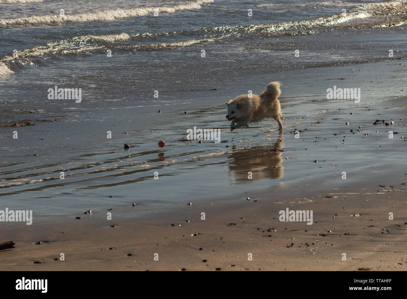 Piccolo Spitz cane insegue la sfera lungo la spiaggia Foto Stock