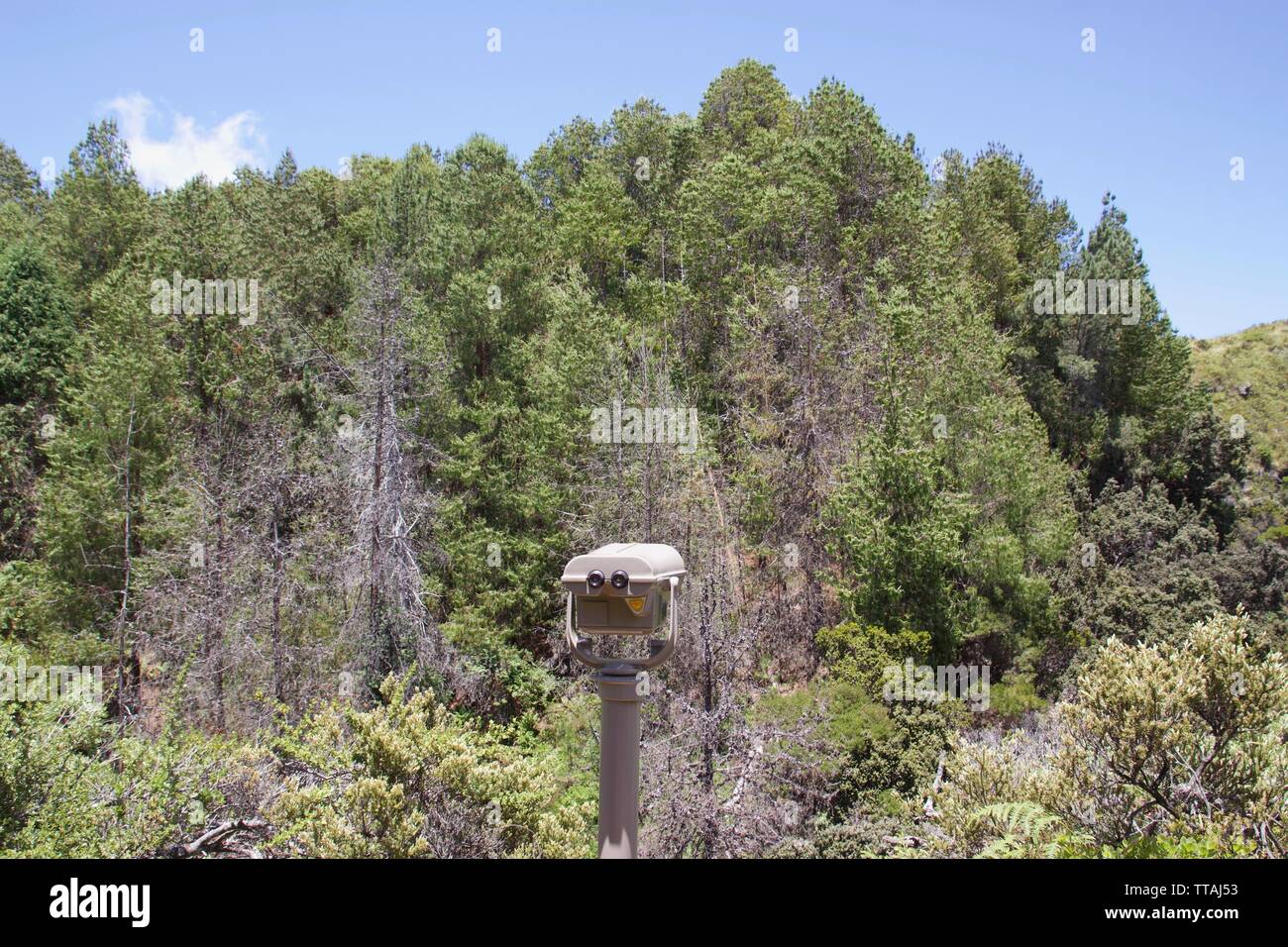 Il binocolo in corrispondenza di un punto di vista in Hosmer Grove, Haleakala National Park, Maui, Hawaii Foto Stock