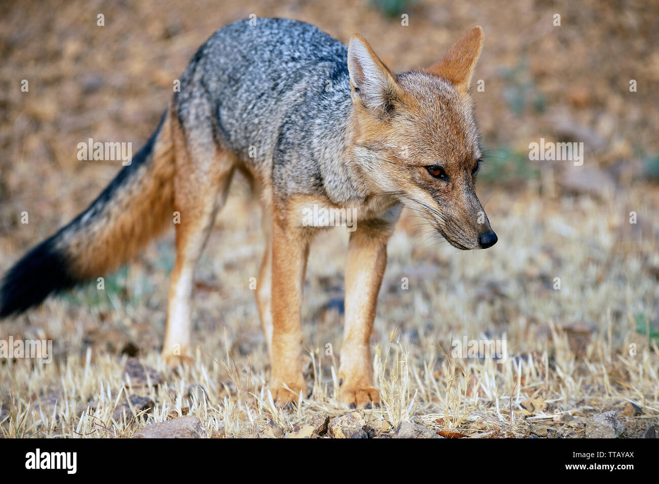 Culpeo o fox Andina (Lycalopex culpaeus) Foto Stock