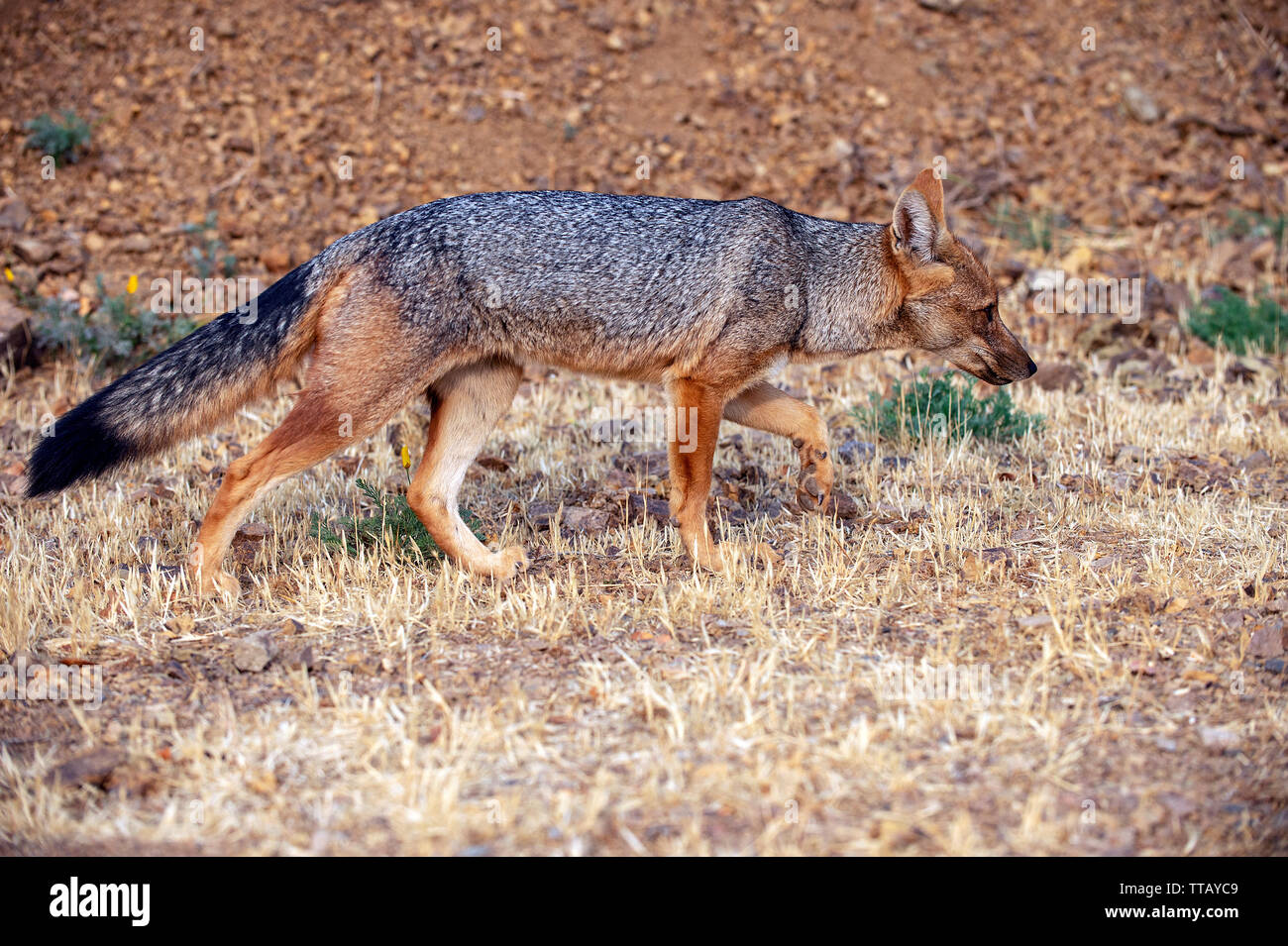 Culpeo o fox Andina (Lycalopex culpaeus) Foto Stock