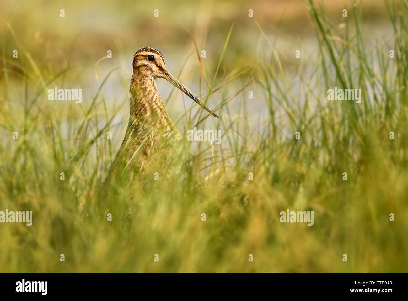 Beccaccino - Gallinago gallinago, Bella timido uccello con becco lungo da europeo acquitrini e paludi, Hortobagy National Park, Ungheria. Foto Stock