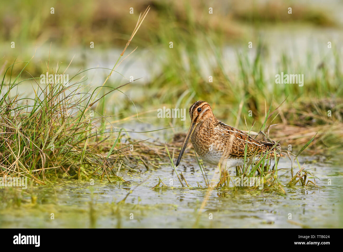 Beccaccino - Gallinago gallinago, Bella timido uccello con becco lungo da europeo acquitrini e paludi, Hortobagy National Park, Ungheria. Foto Stock