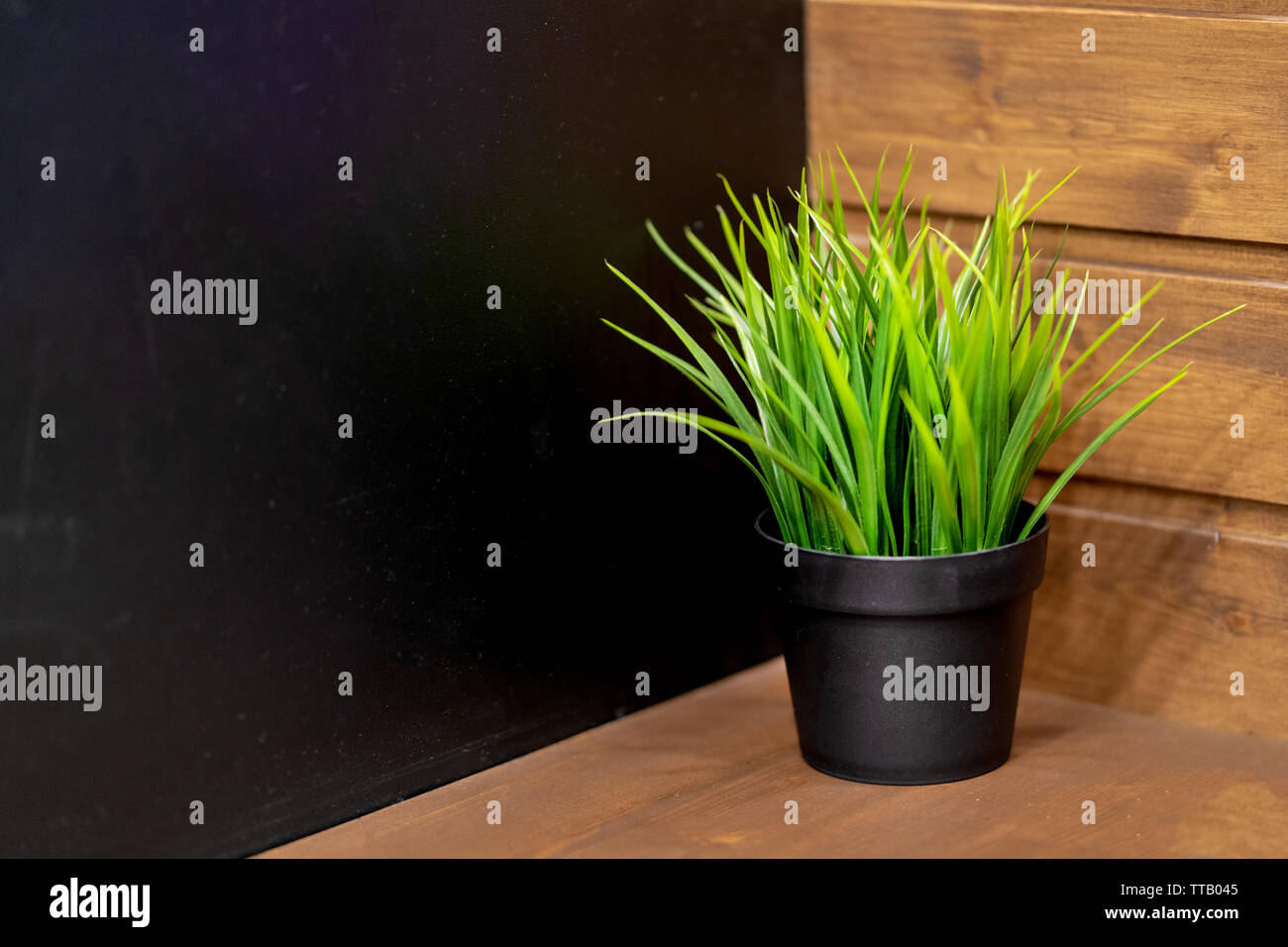 Verde pianta in vaso su un banco di bar in bar Foto Stock