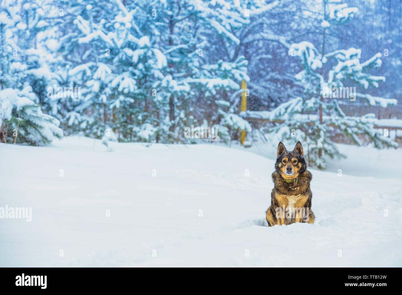 Il cane si siede nella neve profonda in corrispondenza di un bordo di una foresta di pini Foto Stock