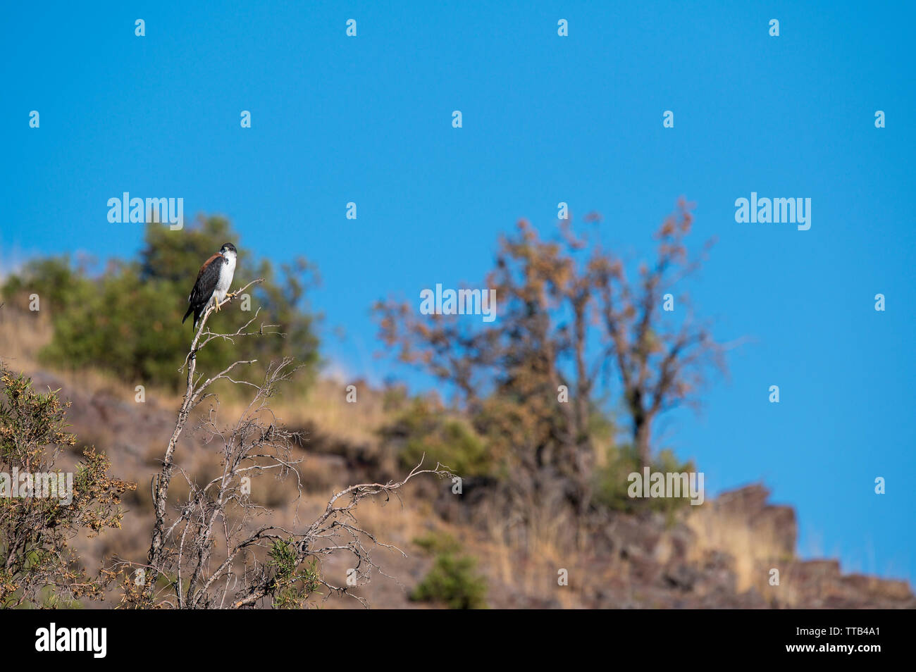 Falco variabile (Geranoaetus polyosoma) Foto Stock