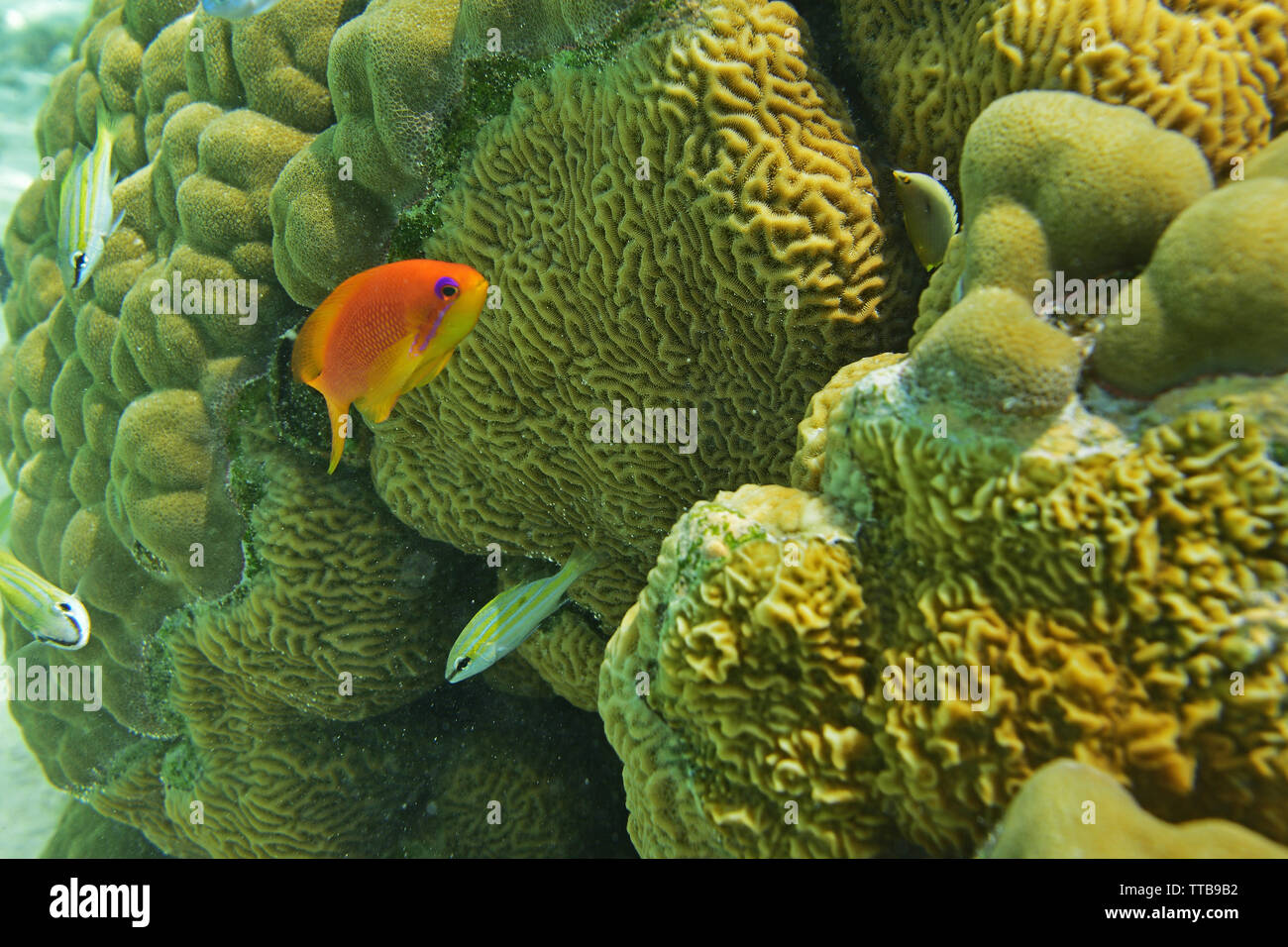 SCUBA diving e vita sottomarina, delle Laccadive, India Foto Stock