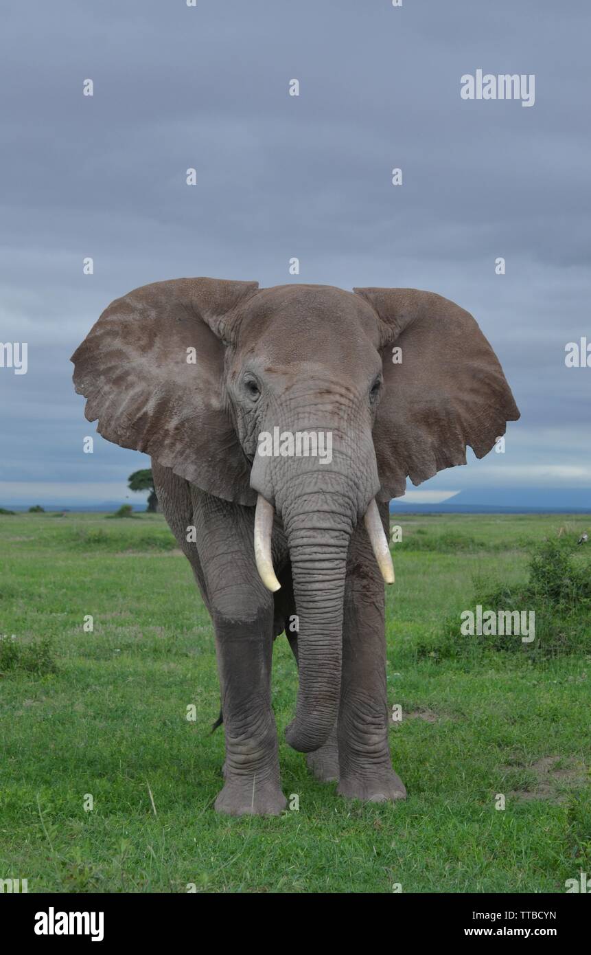 Maschio di elefante in Amboseli National Park Foto Stock