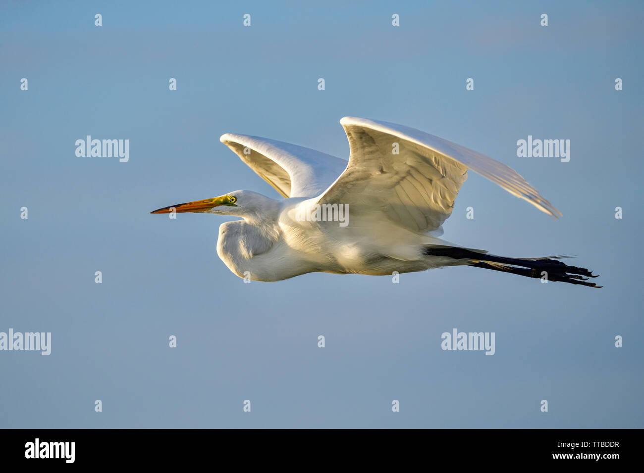 Airone bianco maggiore è volare verso di sunrise. Foto Stock