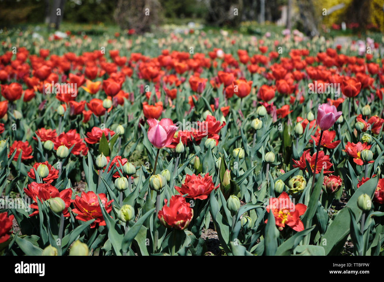 Un campo di fioritura di tulipani rossi, alcuni tulip boccioli e fiori multicolori in background Foto Stock