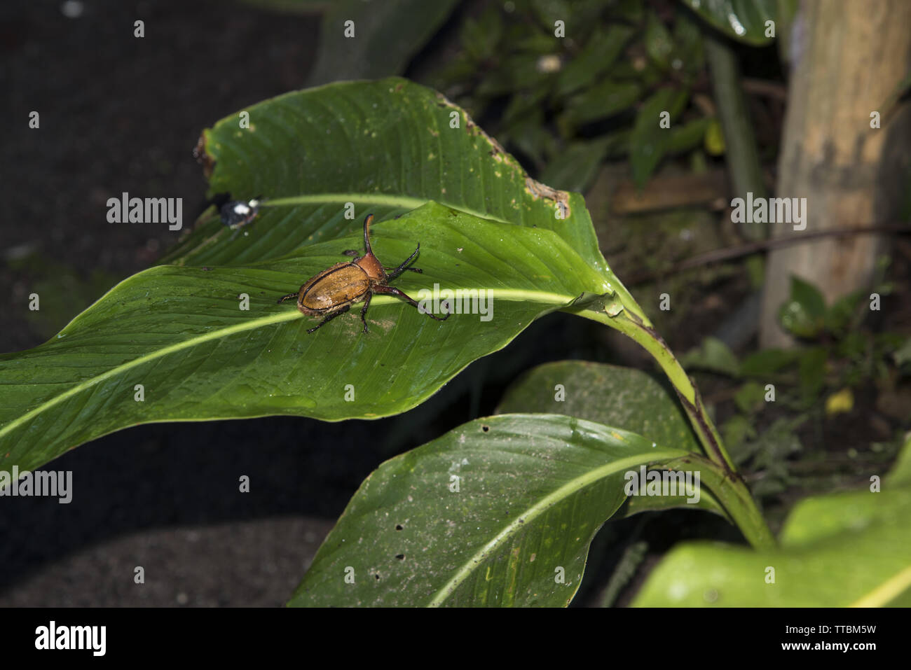 Femmina scarabeo hercules in subtropicale foresta di pioggia sul versante occidentale delle Ande a 2200 metri di altezza Bellavista Lodge in Ecuador. Foto Stock