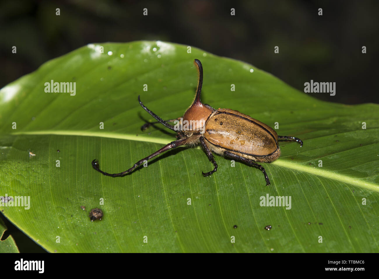 Femmina scarabeo hercules in subtropicale foresta di pioggia sul versante occidentale delle Ande a 2200 metri di altezza Bellavista Lodge in Ecuador. Foto Stock