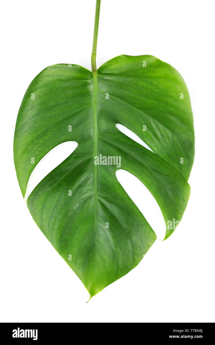 Foglia di monstera isolato su bianco Foto Stock