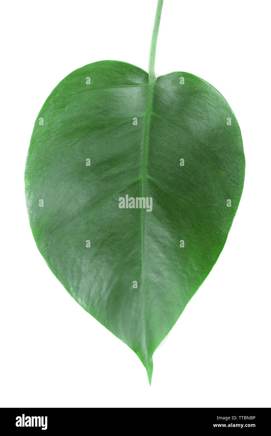 Foglia di monstera isolato su bianco Foto Stock