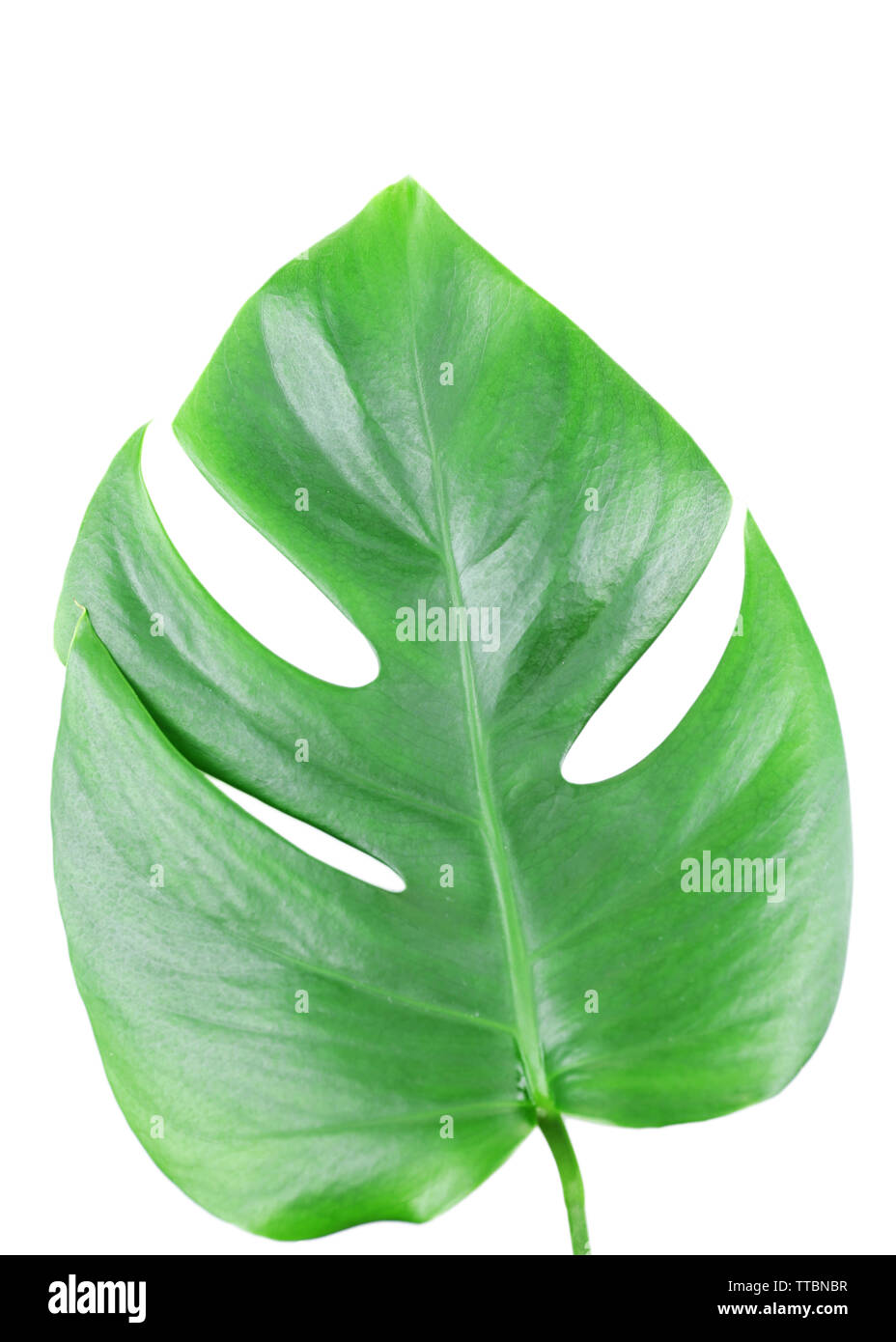 Foglia di monstera isolato su bianco Foto Stock