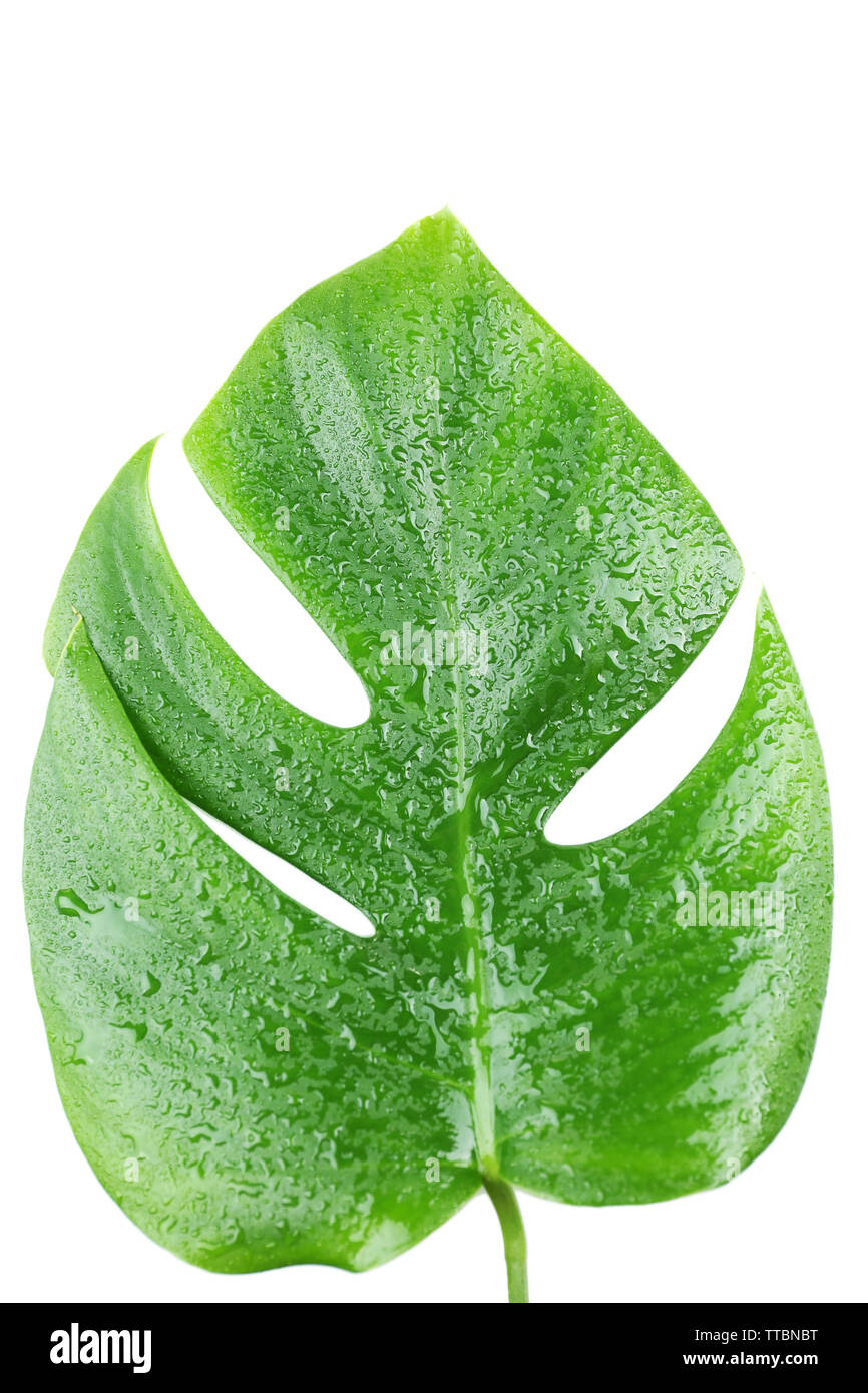 Foglia di monstera isolato su bianco Foto Stock