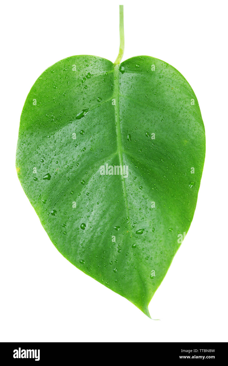 Foglia di monstera isolato su bianco Foto Stock