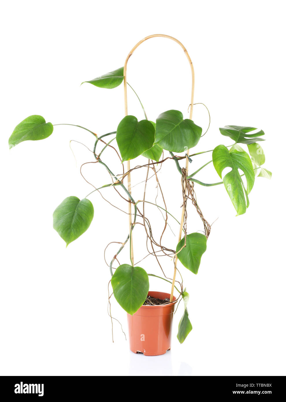 Foglie di monstera impianto isolato su bianco Foto Stock