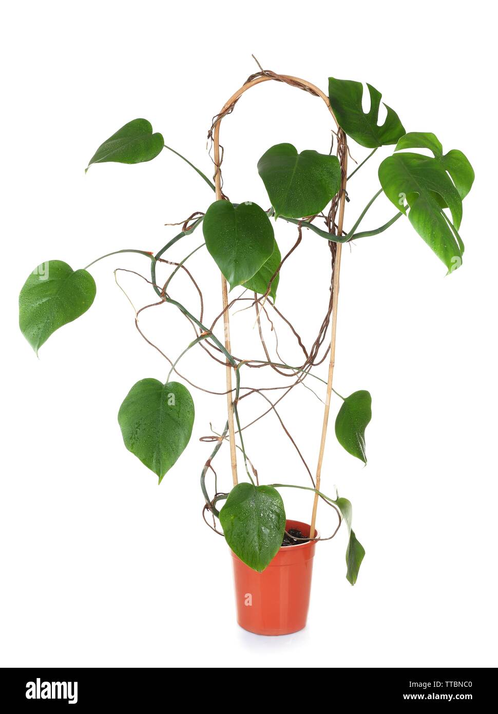 Foglie di monstera impianto isolato su bianco Foto Stock