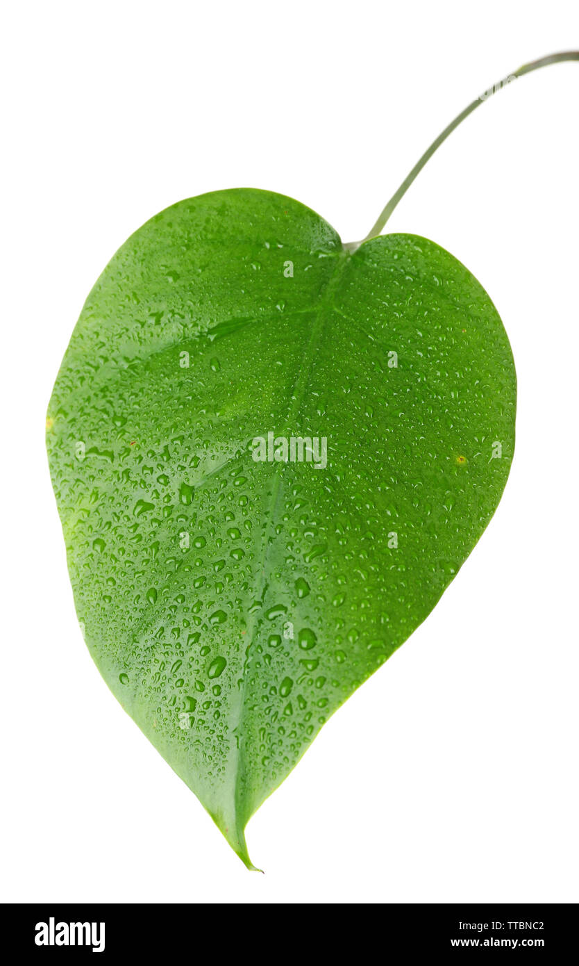 Foglia di monstera isolato su bianco Foto Stock