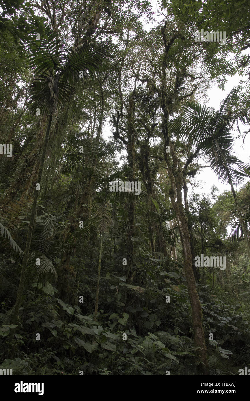 Subtropicale foresta di pioggia copre il versante occidentale delle Ande a 2200 metri di altezza Bellavista Lodge nella parte superiore della valle Tandayapa in Ecuador. Foto Stock
