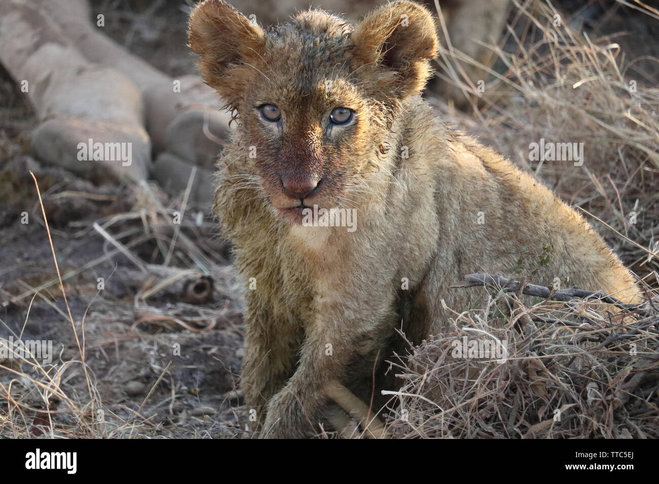 Lion cub con sporco e il volto insanguinato da mangiare uccidere recenti Foto Stock